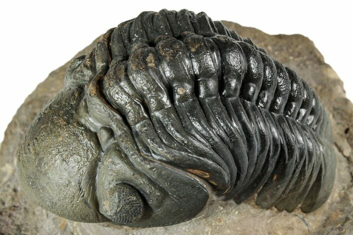 Detailed Reedops Trilobite - Atchana, Morocco #345030